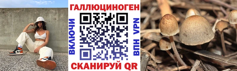 Купить  Спасск-Дальний  Галлюциногенные грибы Cubensis 